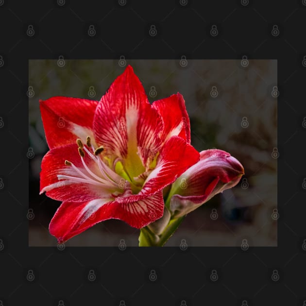 Amaryllis 1st Bloom by jalfc46