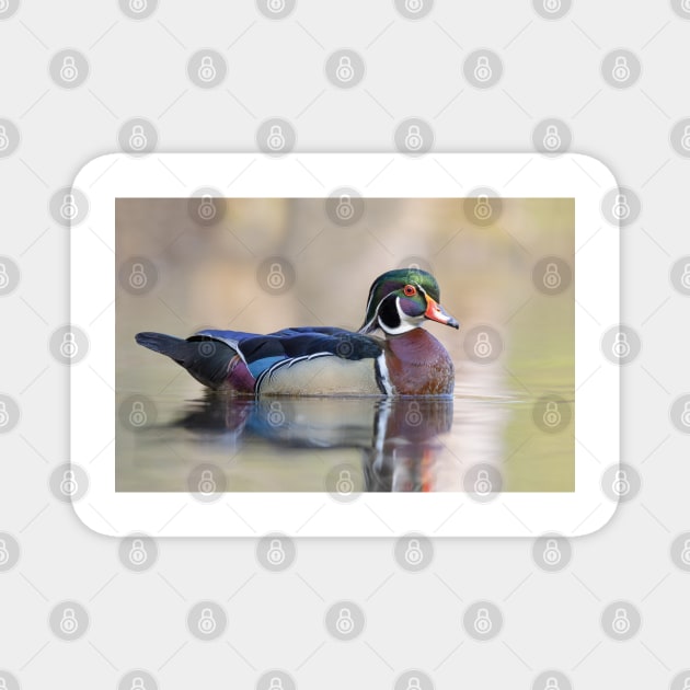 Wood duck in spring Magnet by Jim Cumming