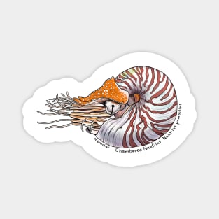 Chambered Nautilus - white Magnet