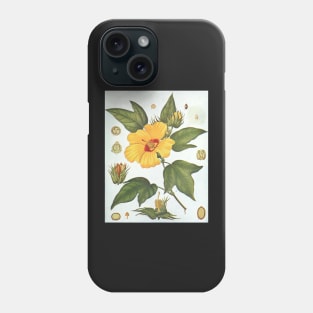 Botanical image of a Sea Island Cotton (Gossypium barbadense) flower Phone Case