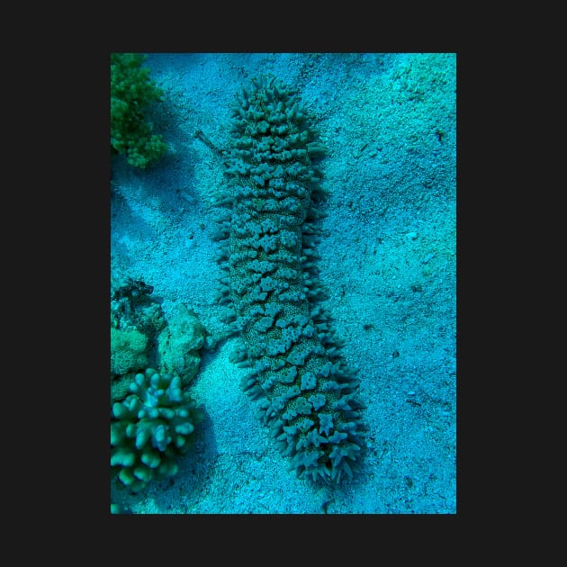 Sea cucumber by likbatonboot