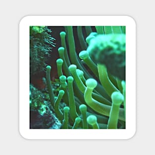 Green Sea Anemone Macro Magnet