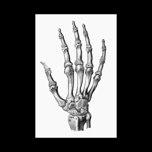 Skeleton Hand by VictorianGothic