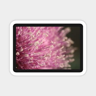 Pink Flowers Magnet