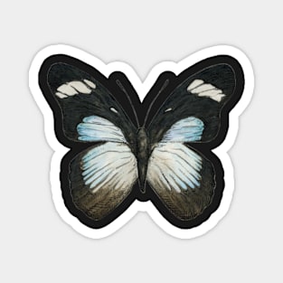 blue and black butterfly Magnet