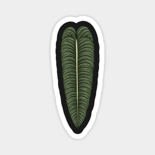 Anthurium veitchii big leaf Magnet