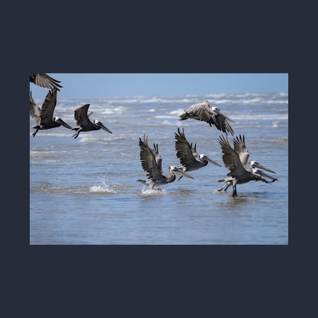 Brown Pelicans Take Flight 2 by Debra Martz