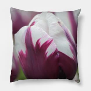 Tulip in White and Purple Pillow