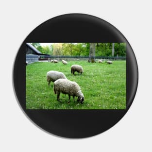Sheep grazing in Lausanne, Switzerland Pin