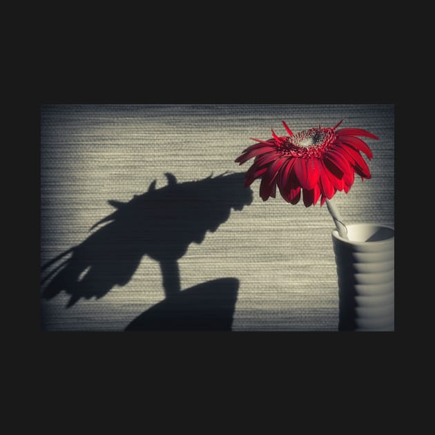 Gerbera Flower by cinema4design