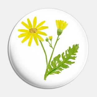 Ragwort / Cushag Pin