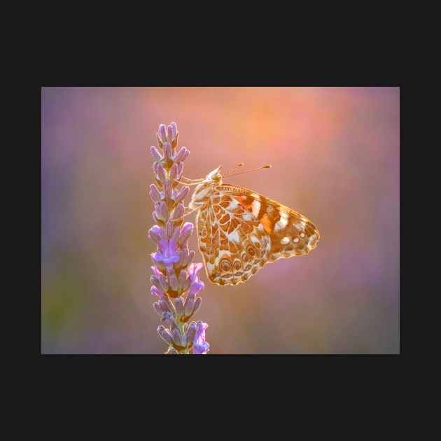 Painted Lady Butterfly Backlit on Lavender by TonyNorth