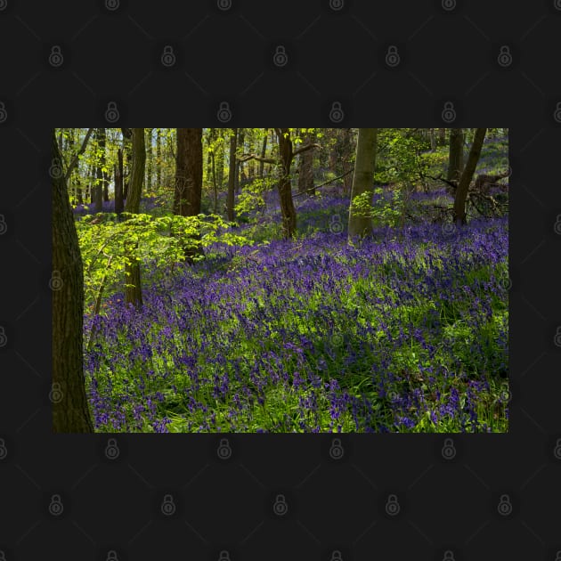 Spring Bluebell Woodlands by MartynUK