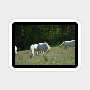 Wild Horses Magnet