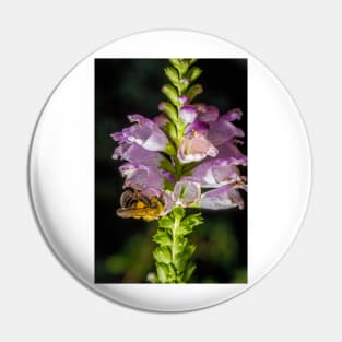 Bee On Obedient Plant 2 Pin