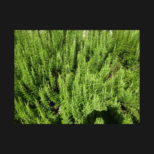 A sea of ​​rosemary by walter festuccia