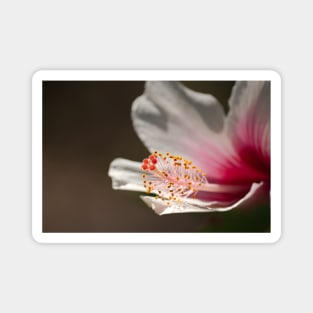 White & Pink Tropical Hibiscus Flower Macro Photograph Magnet