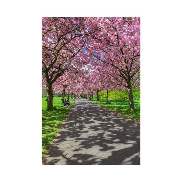 Cherry blossom in Greenwich Park in London by TDArtShop