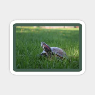 Red Eared Slider Turtle in Grass Magnet