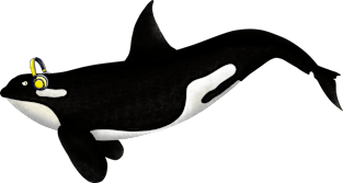 Killer Whale Wearing Headphones Magnet