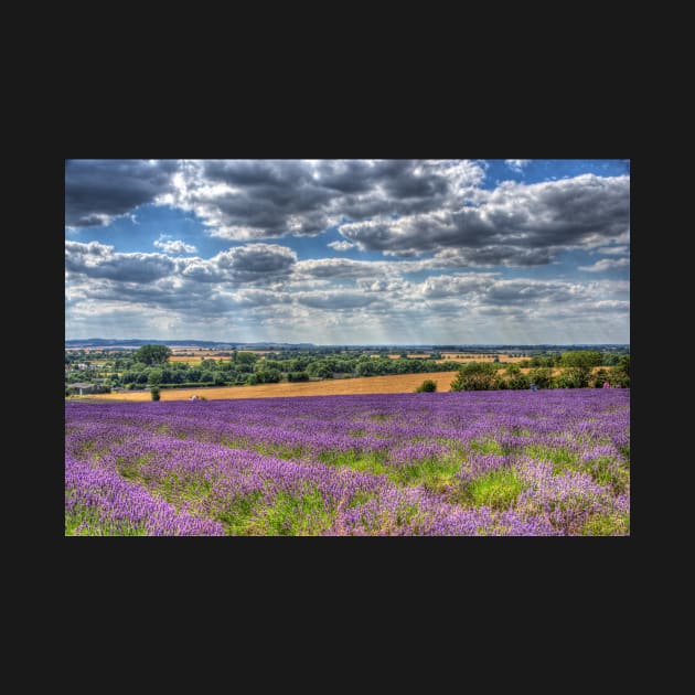 Lavender Farm by Nigdaw