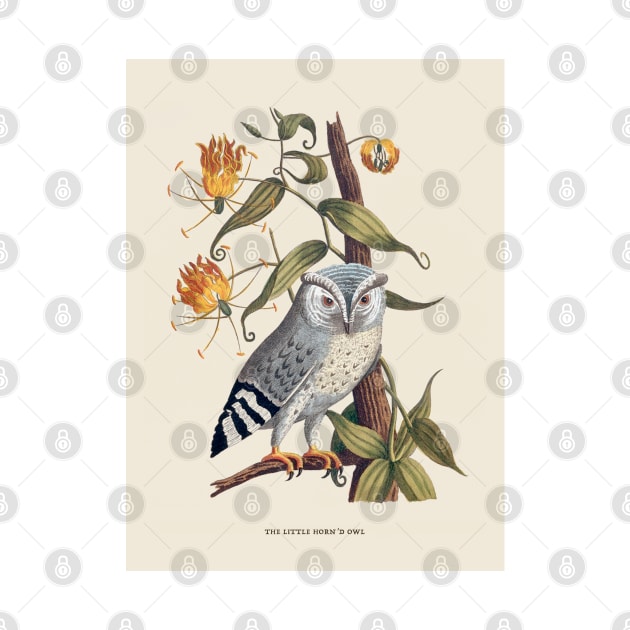 Owl Antique Naturalist Illustration by Antiquated Art