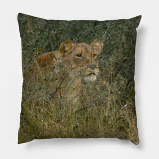 Young Lion Watching Pillow