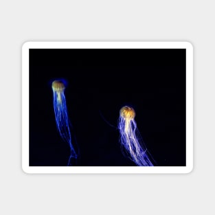 Two Jellyfish Magnet