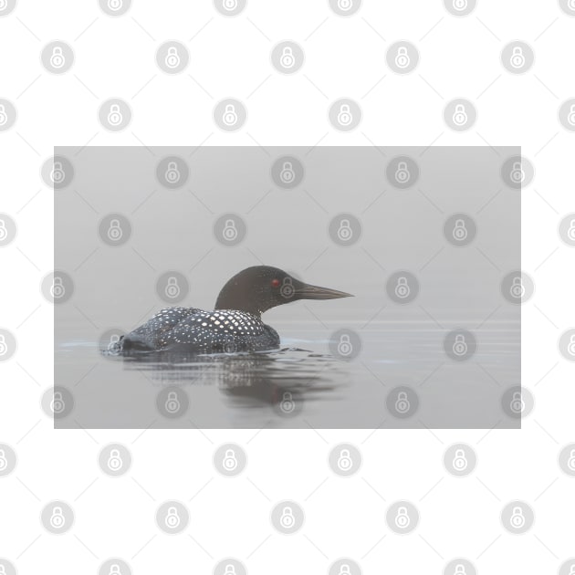 Loon in early morning fog - Common Loon by Jim Cumming