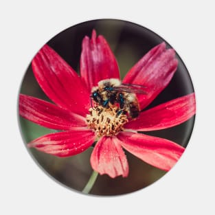 Pollen Collection. Bee Photograph Pin