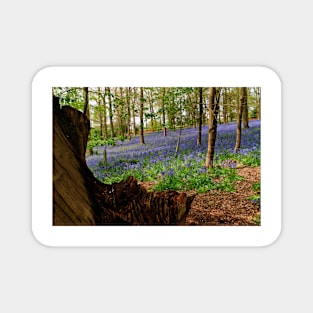 Bluebells Bluebell Woods Greys Court Oxfordshire UK Magnet