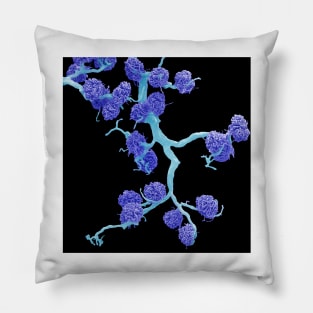 Kidney glomeruli, SEM (C026/0501) Pillow