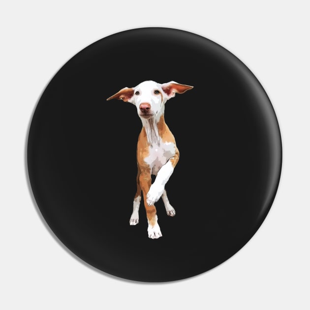 Podenco Dog Podenco Canario Pin by ElegantCat