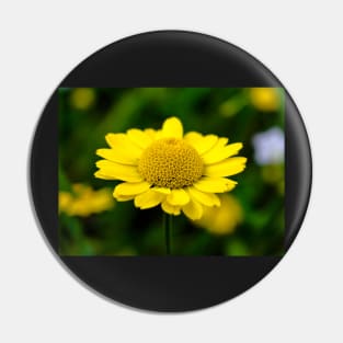 Yellow Anthemis on the dark background Pin