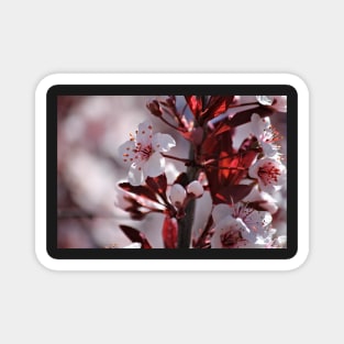 Japanese Cherry Tree (#2) Magnet