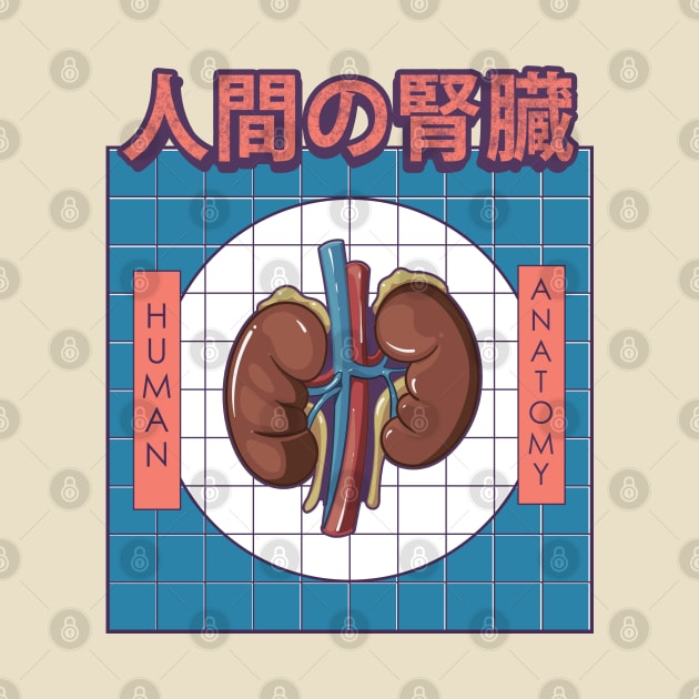 Human Kidney Anatomy by AtifSlm