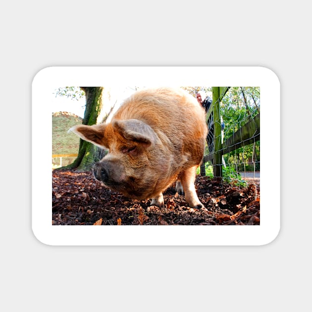 New Zealand Kunekune Pig Magnet by AndyEvansPhotos