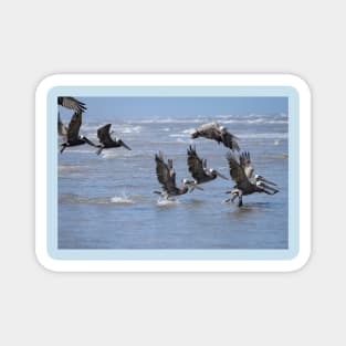 Brown Pelicans Take Flight 2 Magnet