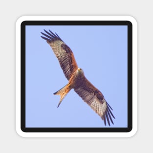 Red Kite in Flight Magnet