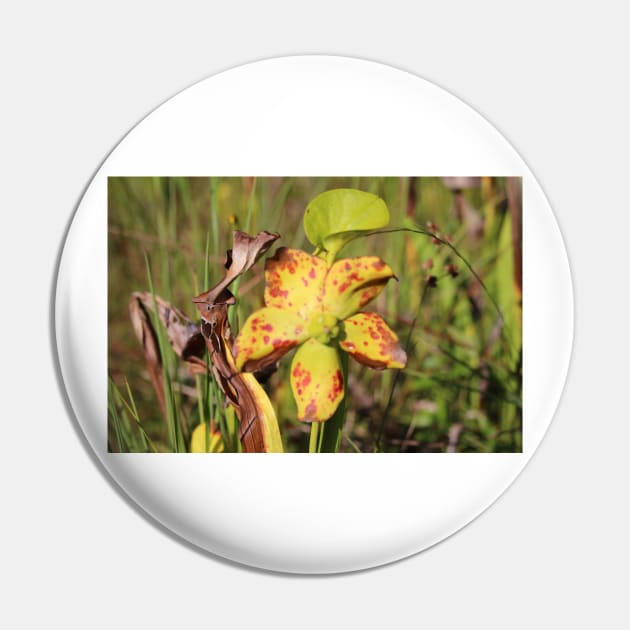 Drying Up Pitcher Plant Pin by Cynthia48