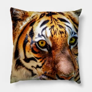 The Tiger Pillow