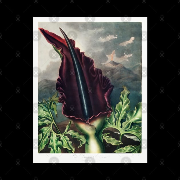 The Dragon Arum by Cleopsys