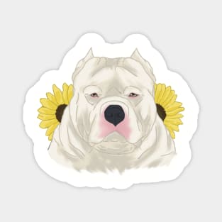 White American Bully with Sunflowers Magnet