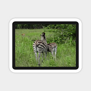 Zebra stripes Magnet