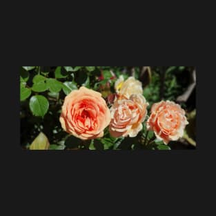 Peach Coloured Roses T-Shirt