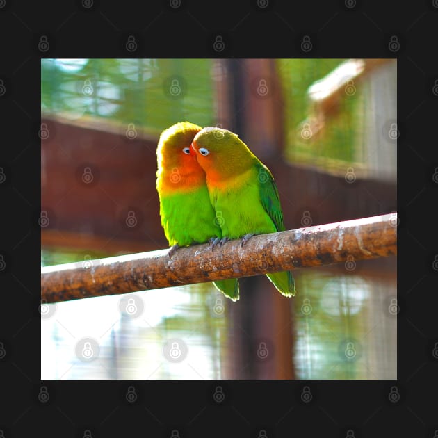 parrots.  a pair of lovers... by lisenok