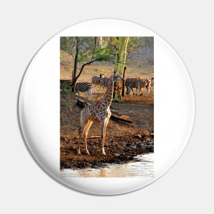 Giraffe Zulu Nyala Game Reserve South Africa Pin