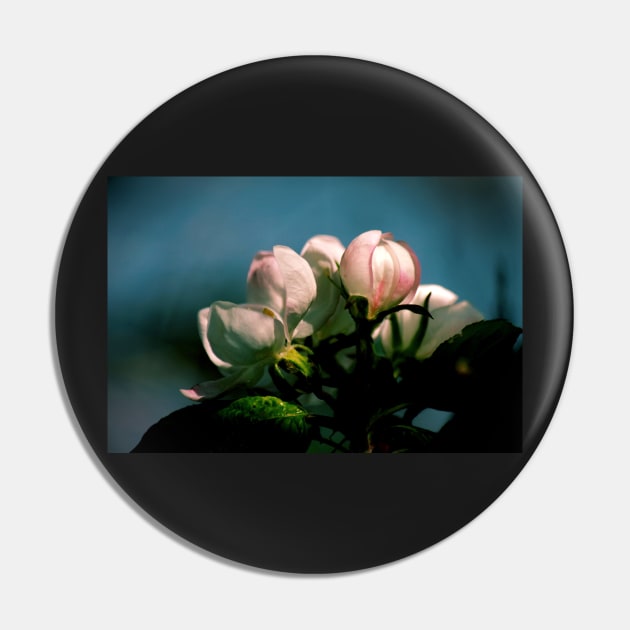 Apple Tree Flower Buds Pin by photoclique