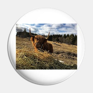 Scottish Highland Cattle Cow 2354 Pin