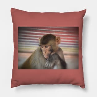 Assamese Monkey Portrait(Nepal) Pillow